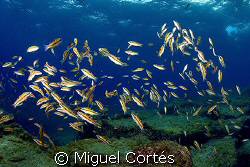 How many wrasses?. by Miguel Cortés 